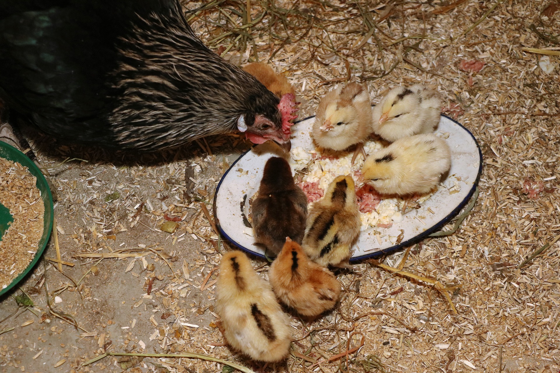 Kippenren maken