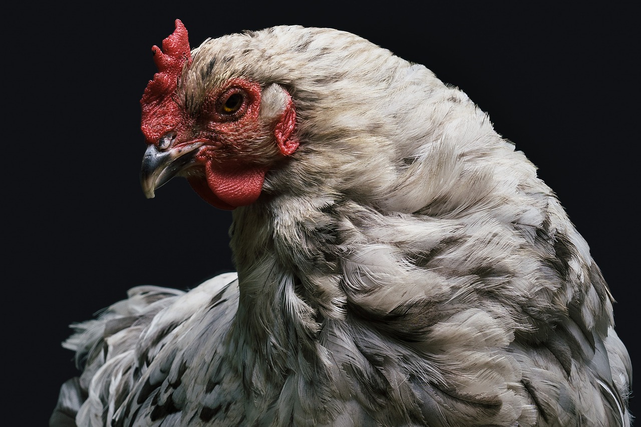 converteerbaar Populair verwijderen Grote kippen - Grote kippenrassen houden - Lees dit blog eerst