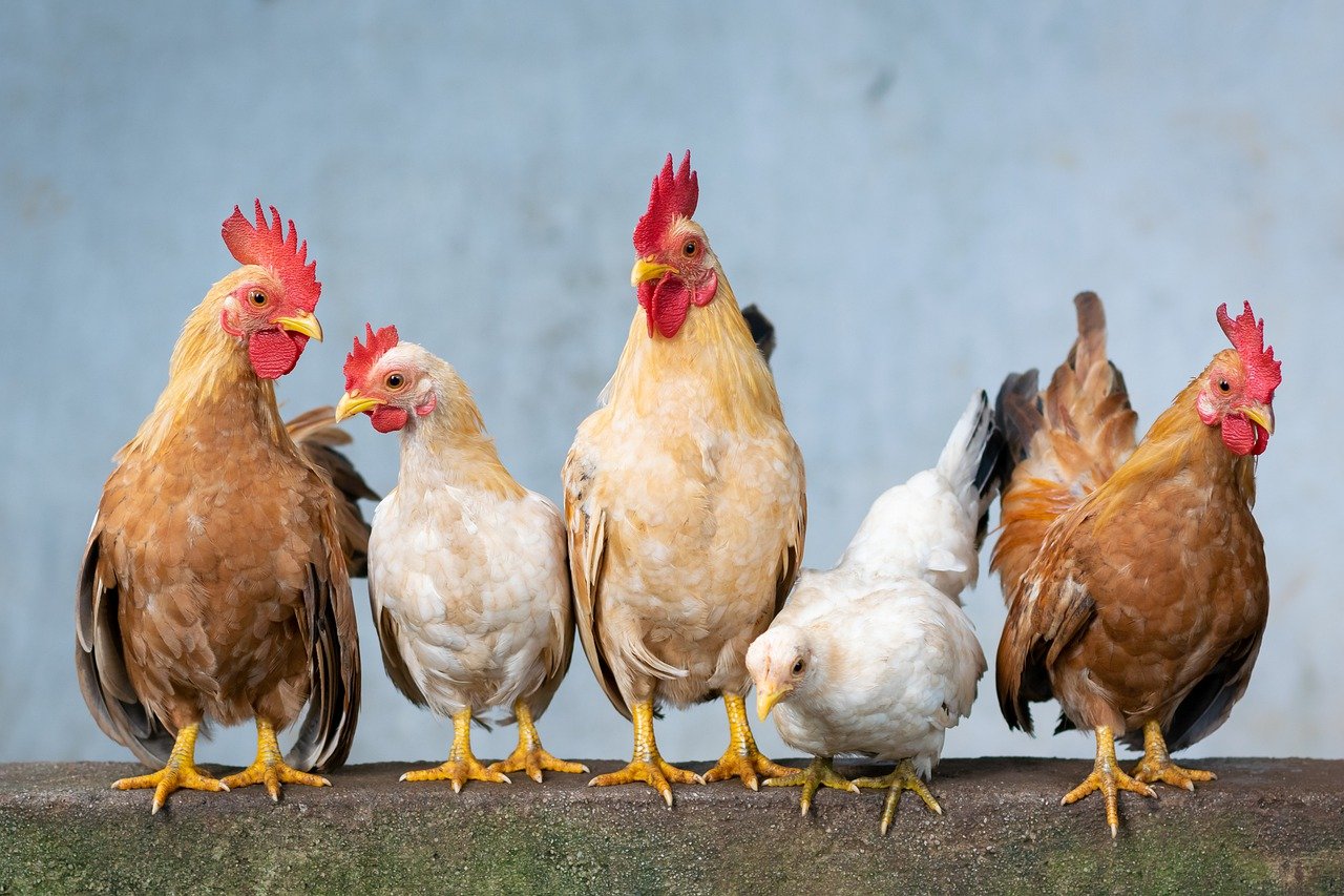 Ophef Ontvangst Afkorten Hoe lang leeft een kip? - Afhankelijk van ras - gezond leven en meer