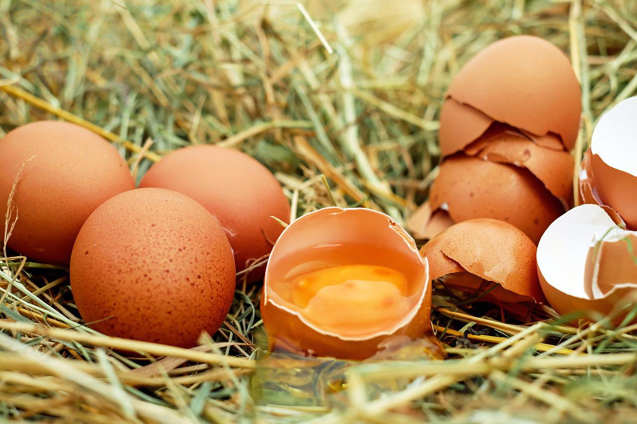 Electrificeren samenvoegen bijtend Hoe vaak legt een kip een ei - Hoeveel eieren en tot welke leeftijd?